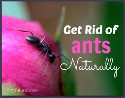 How to Get Rid of Ants Naturally: 7 Effective Solutions