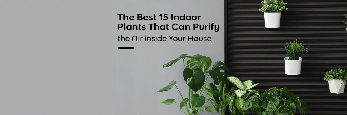 Best Plants for Indoor Air Quality: 15 Top Choices